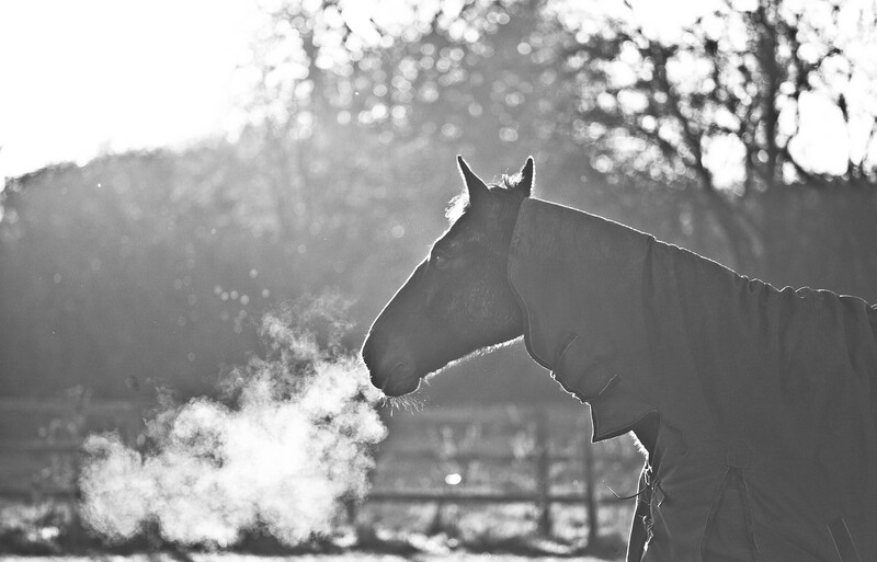 Horse silhouetted in profile with visible breath vapor against a blurred winter background.