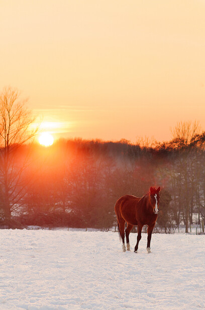 Chestnut horse standing in a snowy field at sunrise with golden light and bare trees in the background.