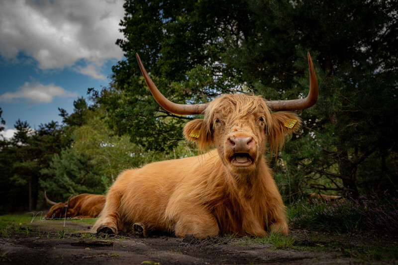 Sony A7 IV with FE16-35GMII at 35mm, ISO100, f/4 and 1/200s Post processed to taste in Lightroom Classic
