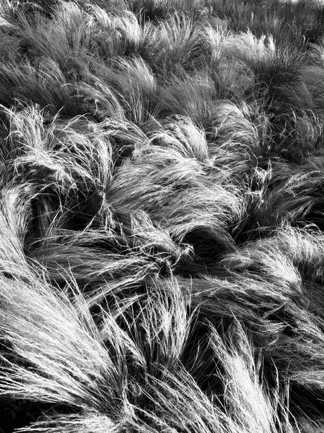 Black and white close-up of ornamental grasses with fine, flowing strands catching light.