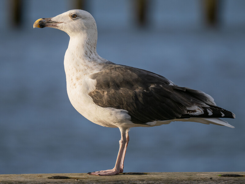 Seagull standing on a wooden post with blue water and pier pilings in the background.