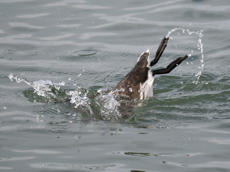 Seal splashing and diving into gray-green ocean water with flippers raised.