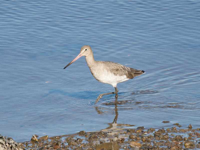 Wading shorebird with long beak standing in shallow water near rocky shore.