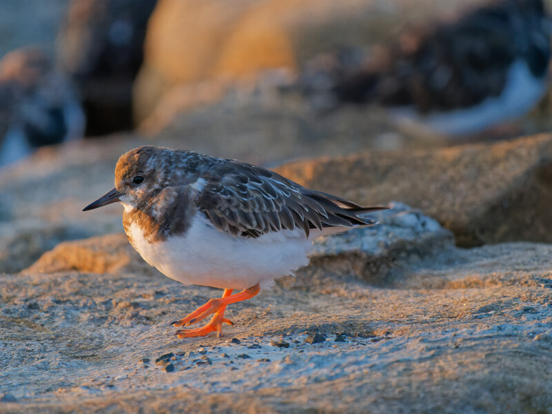 Small shorebird with dark upperparts and white underside standing on rocky surface.