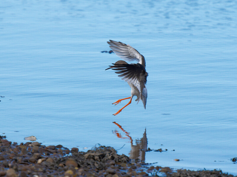 Shorebird with orange legs launching from rocky beach into flight over shallow water.
