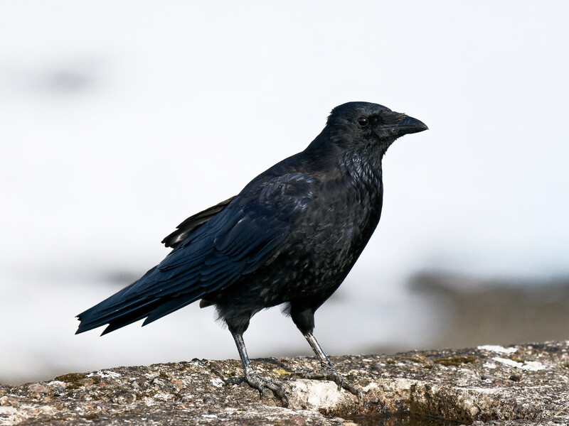 All-black crow or raven standing on rocky ground with blurred background.