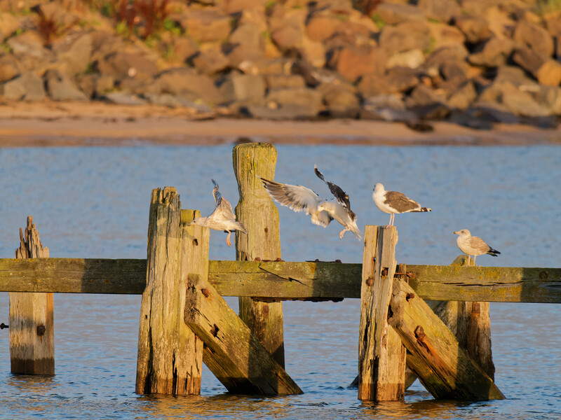 Several shorebirds perched on weathered wooden pilings extending into shallow water.