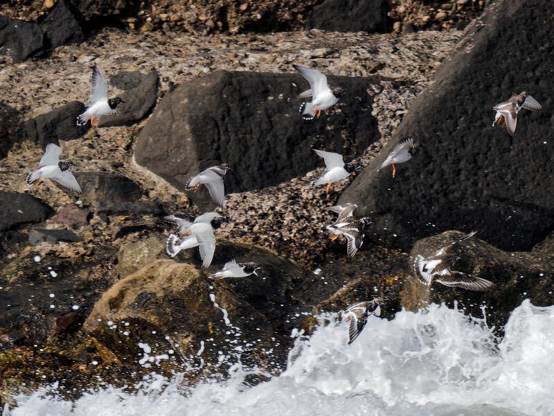 Seabirds taking flight from rocky tide pools as waves crash against the shore.