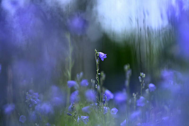 Single purple flower in sharp focus amid a soft-focus field of blue blooms.