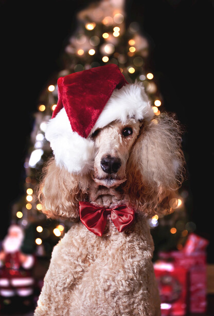 Standard poodle wearing a red Santa hat and bow tie, posed against a blurred Christmas tree backdrop.
