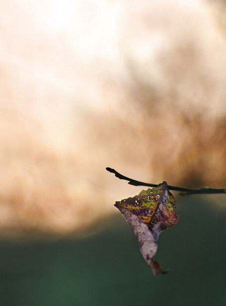 Dragonfly perched on a thin branch with soft, blurred background in warm tones.