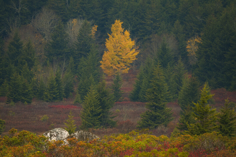 Bright yellow tree on a foggy fall morning