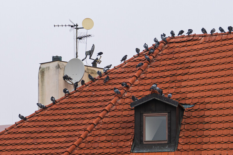 Large flock of birds perched on red-tiled roofline with satellite dishes and antennas mounted on chimney.