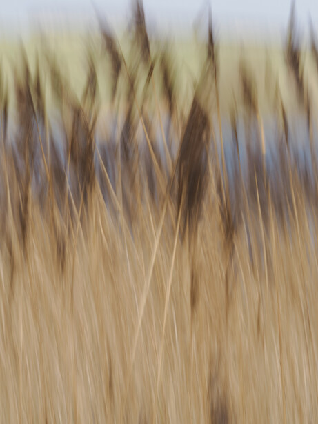 Blurred wheat or grain stalks in golden and brown tones with vertical motion blur effect.