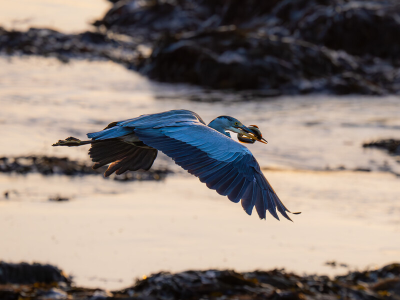 Blue heron in flight with wings spread over shallow water and dark rocks.