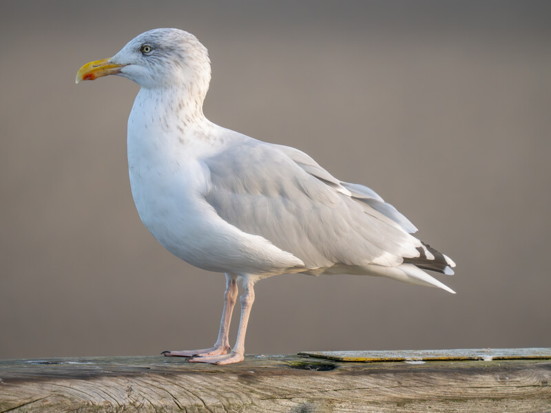 White seagull standing on weathered wood perch against neutral gray background.