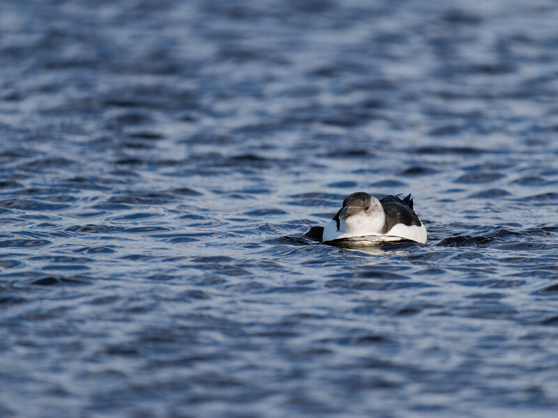 A duck swimming in open water, photographed from the side with its head visible above the surface.