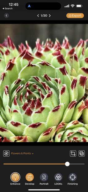 Overhead view of tightly clustered red and green tulip buds with selective focus editing applied.