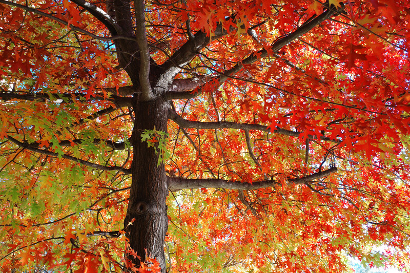 Mature tree with dark trunk displaying vibrant red and orange autumn foliage against blue sky.