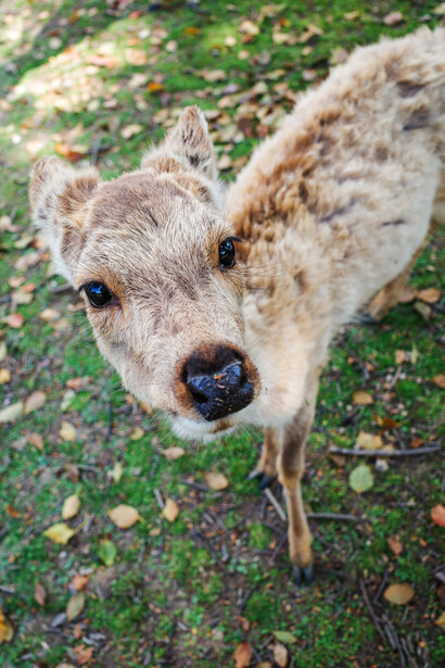 Close-up of a young deer's face looking directly at camera with soft, natural daylight.