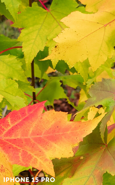 Autumn maple leaves in yellow, green, and red tones with shallow depth of field.