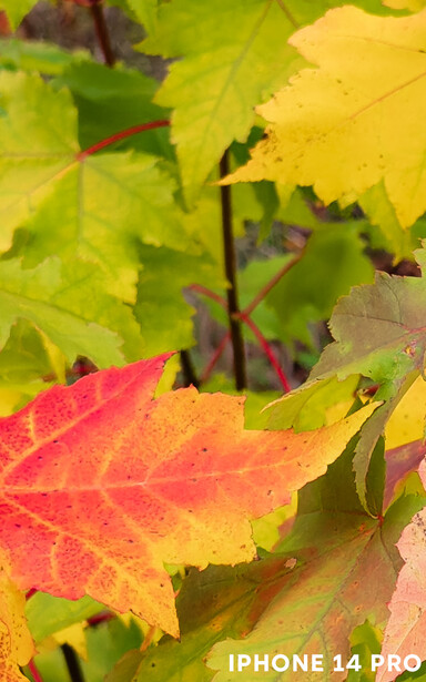 Autumn maple leaves in varying stages of color transition from green to yellow and red.