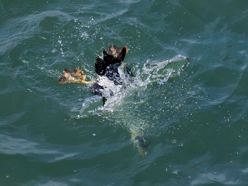 Dog swimming in turquoise ocean water with splashing around its head.