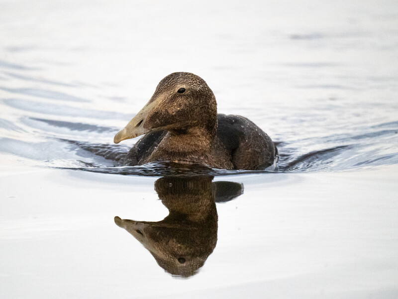 Seal swimming in water with head above surface and reflection visible below.