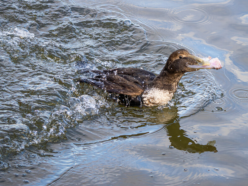 Duck swimming in shallow water with ripples and reflections visible.