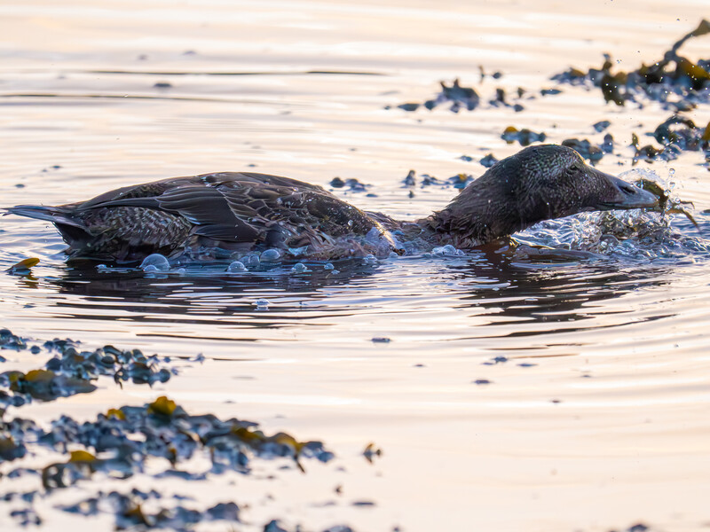 Two seals swimming in shallow water near a rocky shoreline at golden hour.