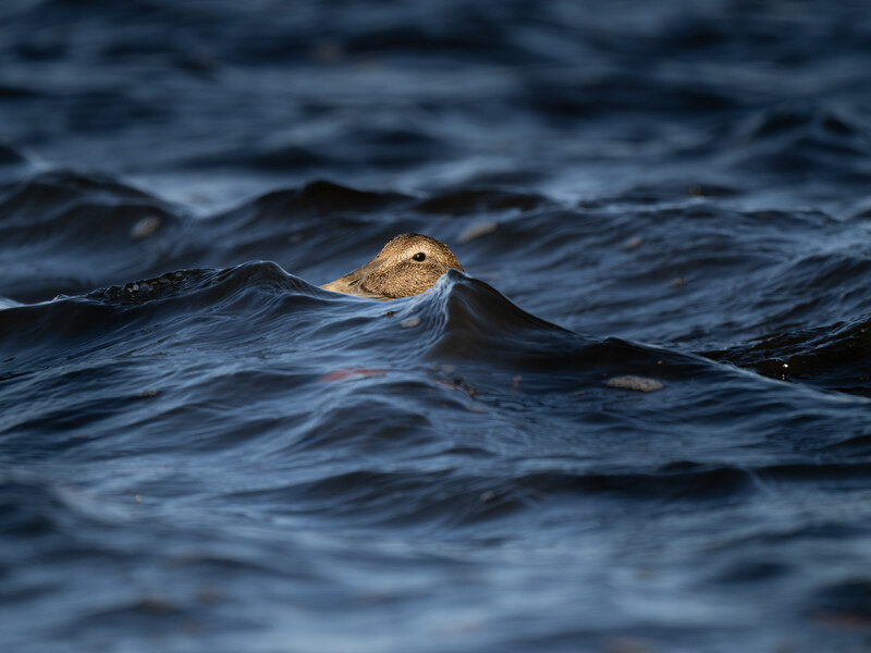 Otter swimming in ocean water with head above the surface.