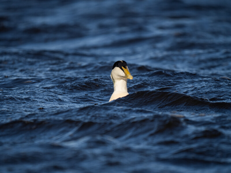 Great crested grebe swimming in choppy blue water with head above surface.