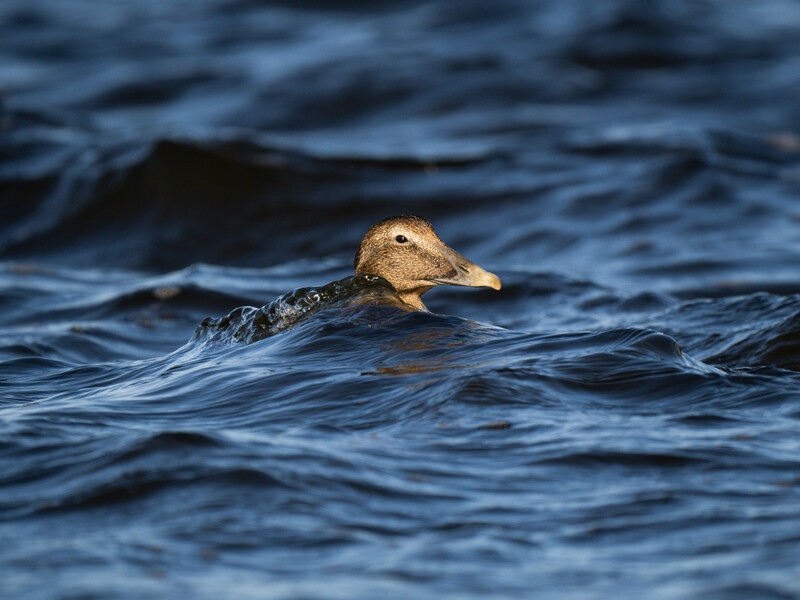 Waterfowl swimming in rippling blue water, head and neck visible above the surface.