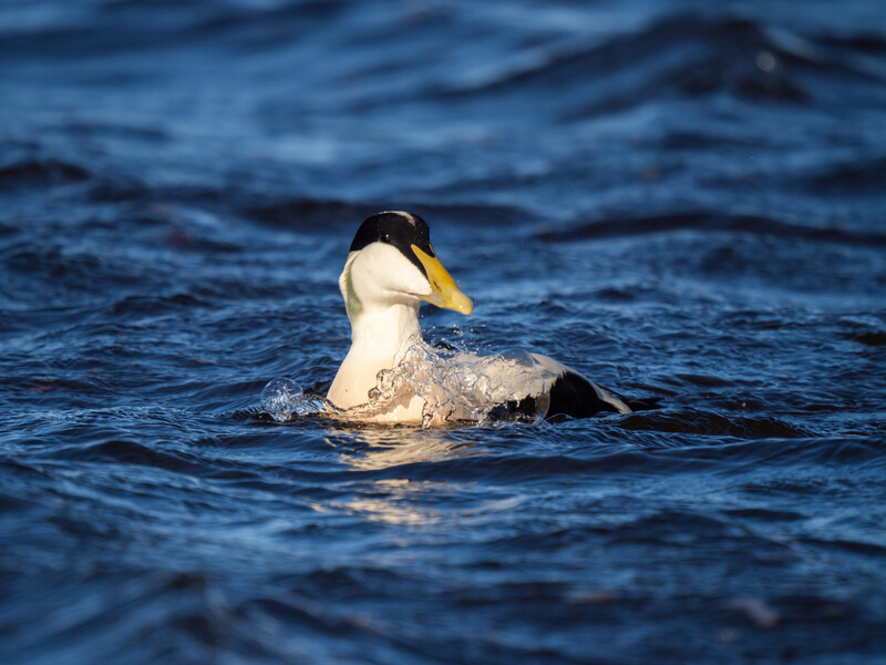 A white and black duck with yellow markings floats on rippled blue water.
