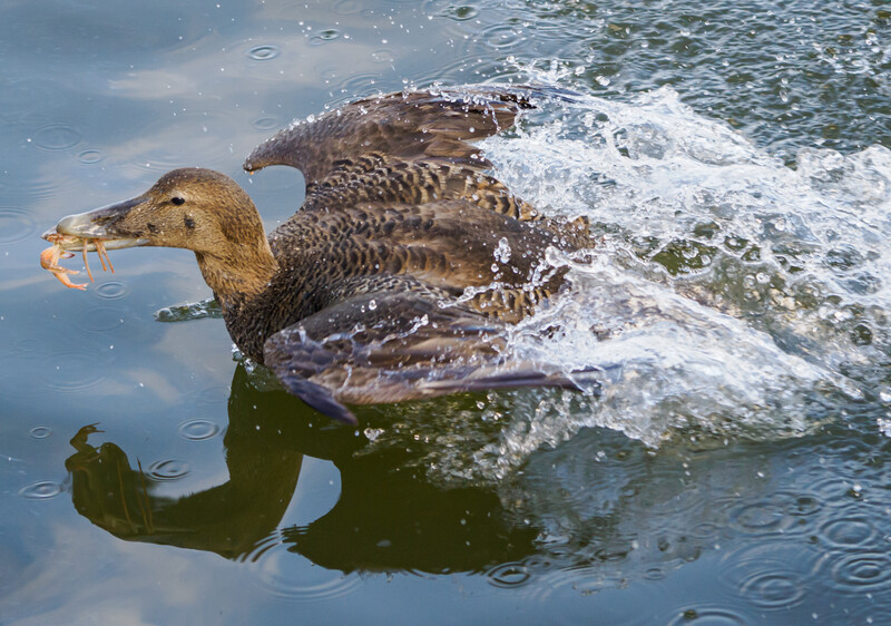 Duck with chestnut plumage swimming in rippling water during light rain.