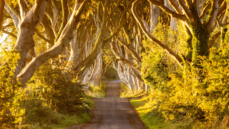 Tree-lined rural road with gnarled beech trees creating a natural tunnel, filtered golden sunlight casting long shadows on the path.