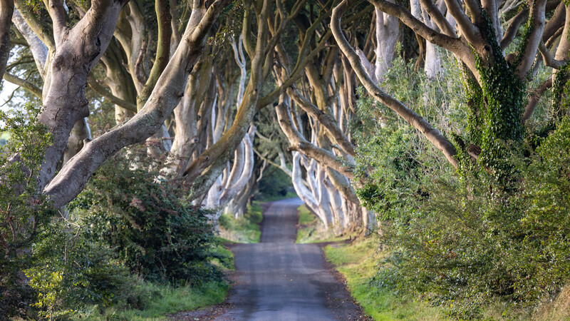 Tree-lined country lane with gnarled beech trees creating a natural tunnel overhead.