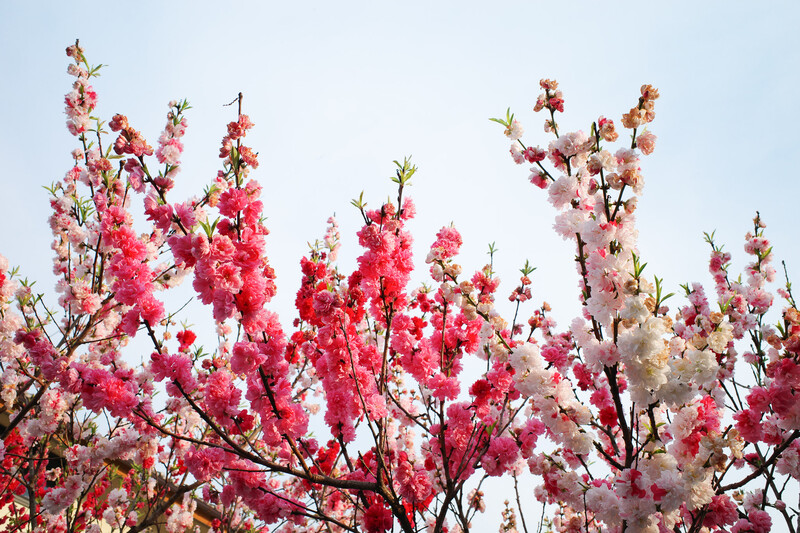 Blooming branches with pink, red, and white flowers against a clear blue sky.