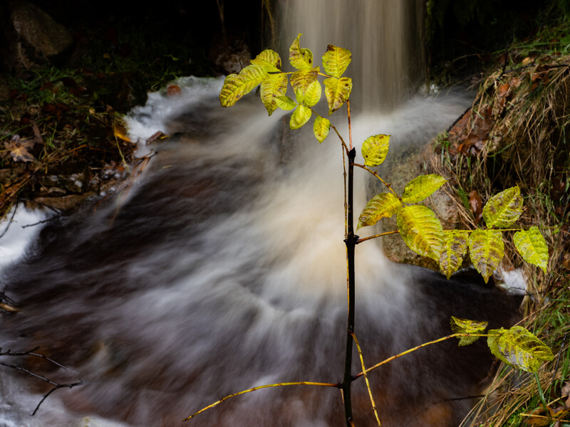 Fast-flowing stream with long exposure blur, young fern fronds with yellow-green backlit leaves in sharp focus.