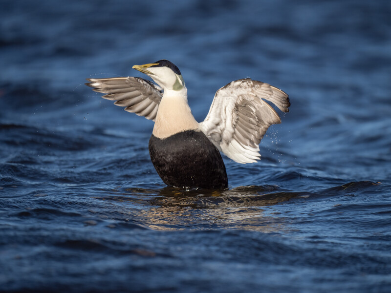 A black and white diving duck stretches its wings while floating on deep blue water.