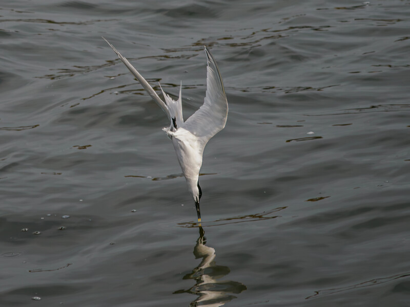 White egret with wings spread upward, balanced on one leg in shallow water.