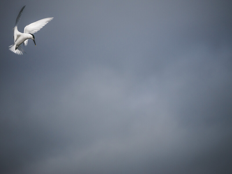 White bird in flight against a stormy gray sky.