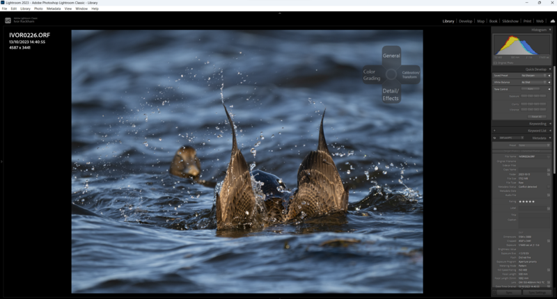 Three ducks surfacing in water with spray and ripples around their heads.