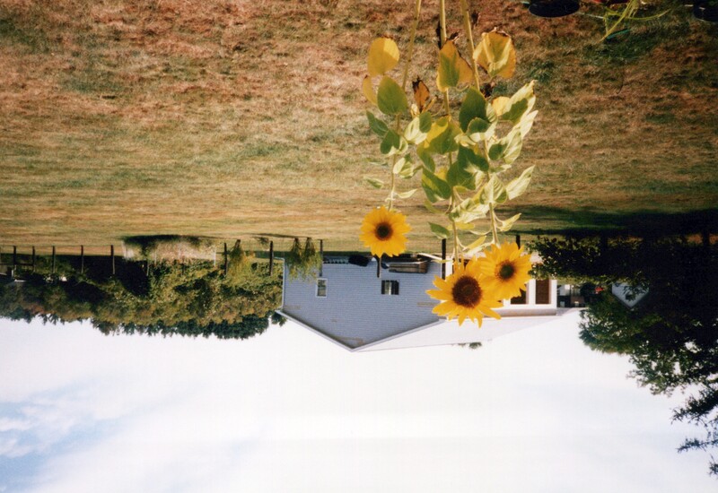 Sunflowers in foreground with a white farm building and tree line in soft daylight.