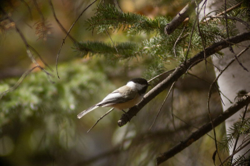 Black-capped bird perched on a branch surrounded by coniferous foliage.