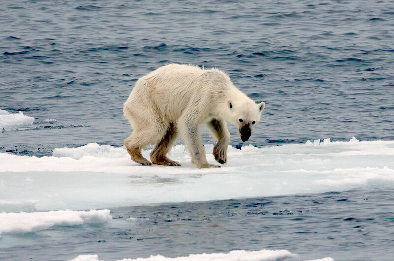 Polar bear walking across ice floes with dark ocean water visible in the background.