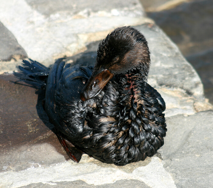 Black cormorant resting on concrete, head tilted upward with wet plumage glistening in sunlight.