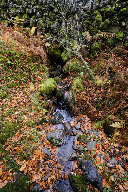 Small stream flowing through a forest floor covered with fallen autumn leaves and moss.
