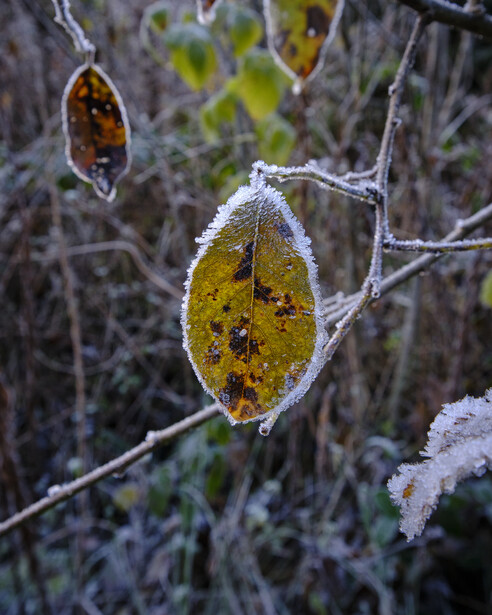 Frost-covered yellow leaves hanging from thin branches in winter.