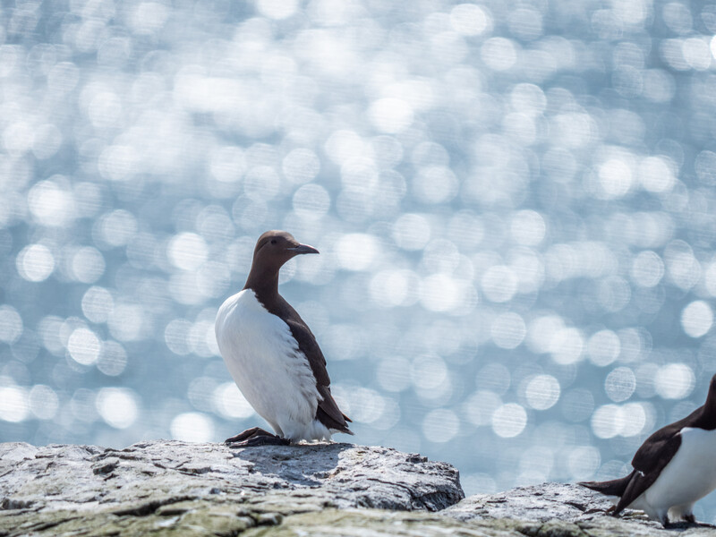 Two auks perched on a moss-covered rock with sparkling ocean water in the background.